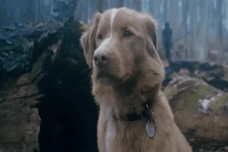 Tarixdə ilk dəfə: İt aktyorluq oyununa görə mükafat aldı