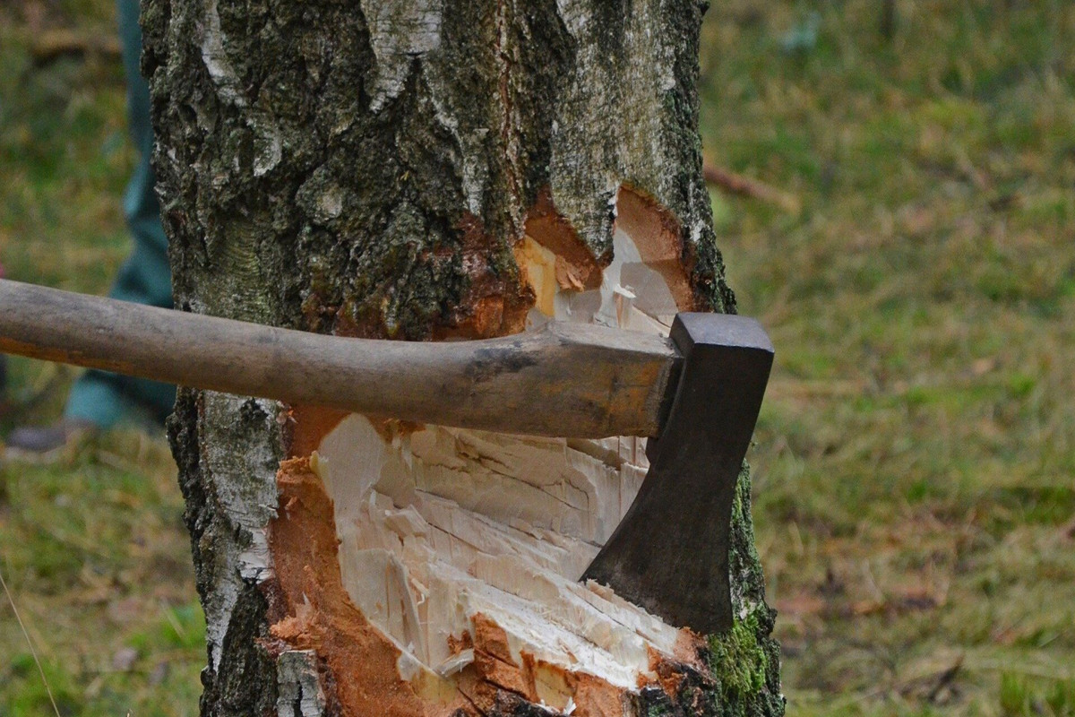 Xaçmazda qanunsuz ağac kəsmə faktı ilə bağlı araşdırmalara başlanılıb